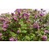 Photo Courtesy of Bailey Nurseries Inc.