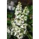 Photo Courtesy of Bailey Nurseries Inc.