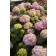 Photo Courtesy of Bailey Nurseries Inc.