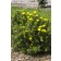 Photo Courtesy of Bailey Nurseries Inc.