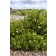 Photo Courtesy of Bailey Nurseries Inc.