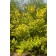 Photo Courtesy of Bailey Nurseries Inc.