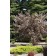 Photo Courtesy of Bailey Nurseries Inc.