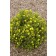 Photo Courtesy of Bailey Nurseries Inc.