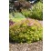 Photo Courtesy of Bailey Nurseries Inc.