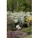 Photo Courtesy of Bailey Nurseries Inc.