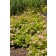 Photo Courtesy of Bailey Nurseries Inc.