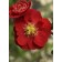 Photo Courtesy of Bailey Nurseries Inc.
