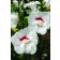 Photo Courtesy of Bailey Nurseries Inc.
