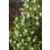 Photo Courtesy of Bailey Nurseries Inc.