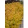 Photo Courtesy of Bailey Nurseries Inc.
