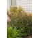 Photo Courtesy of Bailey Nurseries Inc.