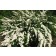Photo Courtesy of Bailey Nurseries Inc.