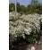 Photo Courtesy of Bailey Nurseries Inc.