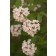 Photo Courtesy of Bailey Nurseries inc.