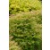 Photo Courtesy of Bailey Nurseries Inc.
