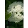 Photo Courtesy of Bailey Nurseries Inc.
