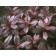Photo Courtesy of Bailey Nurseries Inc.