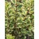 Photo Courtesy of Bailey Nurseries Inc.