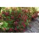 Photo Courtesy of Bailey Nurseries Inc.
