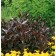 Photo Courtesy of Bailey Nurseries Inc.
