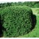 Photo Courtesy of Bailey Nurseries Inc.