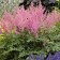 Photo Courtesy of Walter's Gardens, Inc.