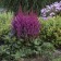 Photo Courtesy of Walter's Gardens, Inc.