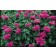Photo Courtesy of Bailey Nurseries Inc.