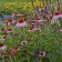 Photo Courtesy of Walter's Gardens, Inc.