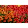 Photo Courtesy of Ball Horticultural Company