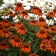 Photo Courtesy of Walter's Gardens, Inc.