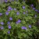 Photo Courtesy of Walter's Gardens, Inc.