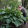 Photo Courtesy of Walter's Gardens, Inc.