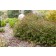 Photo Courtesy of Bailey Nurseries Inc.