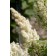 Photo Courtesy of Bailey Nurseries Inc.