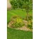 Photo Courtesy of Bailey Nurseries Inc.