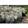Photo Courtesy of Bailey Nurseries Inc.