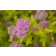 Photo Courtesy of Bailey Nurseries Inc.