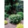 Photo Courtesy of Bailey Nurseries Inc.