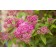 Photo Courtesy of Bailey Nurseries Inc.
