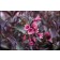 Photo Courtesy of Bailey Nurseries Inc.
