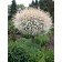 Top-Grafted Tree Form - Photo Courtesy of Bailey Nurseries Inc.