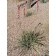 By <a href="//commons.wikimedia.org/wiki/User:Stan_Shebs" title="User:Stan Shebs">Stan Shebs</a>, <a href="https://creativecommons.org/licenses/by-sa/3.0" title="Creative Commons Attribution-Share Alike 3.0">CC BY-SA 3.0</a>, <a href="https://commons.wiki