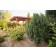 Photo Courtesy of Bailey Nurseries Inc.