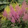 Photo Courtesy of Walter's Gardens, Inc.