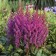 Photo Courtesy of Walter's Gardens, Inc.