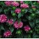 Photo Courtesy of Bailey Nurseries Inc.