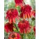 Photo Courtesy of Bailey Nurseries Inc.