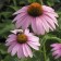 Photo Courtesy of Walter's Gardens, Inc.